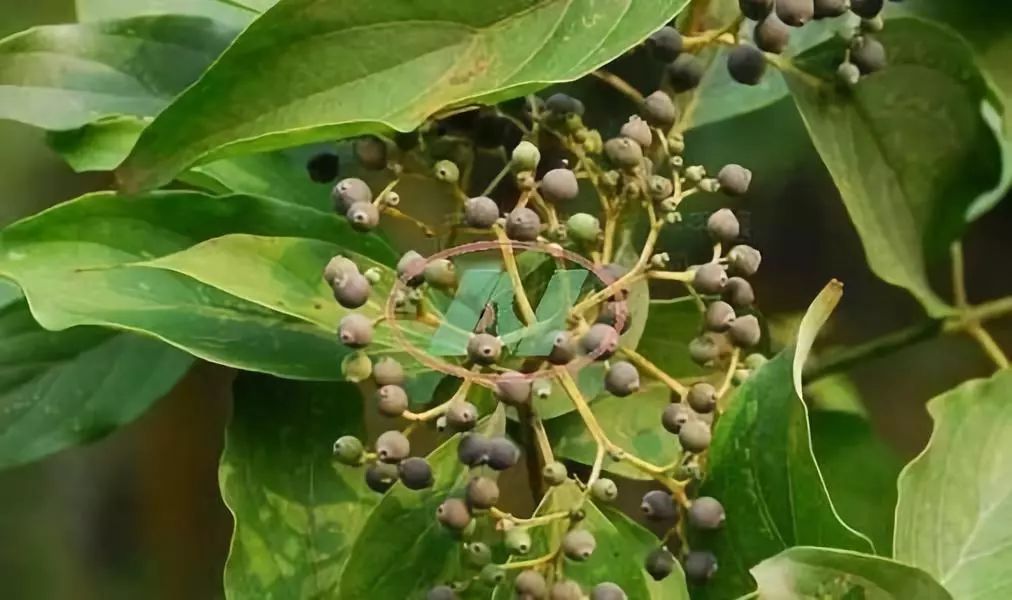 专家介绍,国内食用植物油虽有缺口,但真正有较大潜力的还是木本植物油