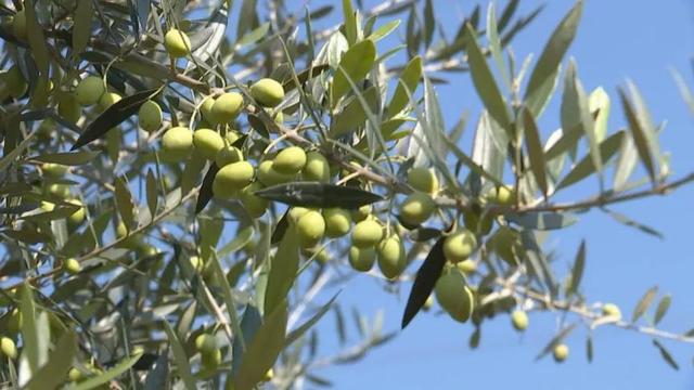如今成为国家第1个油橄榄种植基因库,国家第1个油橄榄良种基地